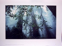 1981Rododendrons.jpg