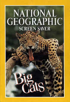 1996BigCats.jpg (81930 bytes)