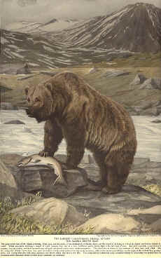 ABear.jpg (174313 bytes)