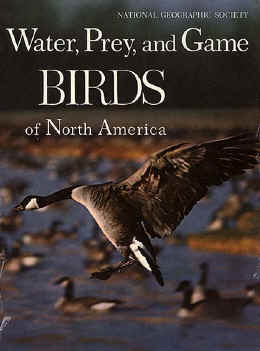 WP&GBirds.jpg (45008 bytes)